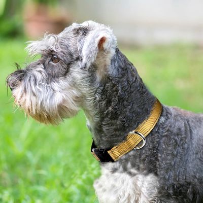 個別化されたロゴ 柔らかいネオプレン式犬の襟 呼吸が透き通って快適でアクティブな犬のために