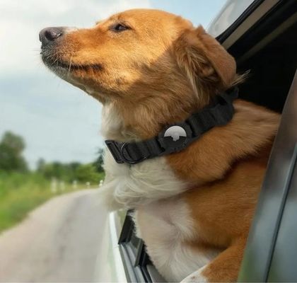 反射ナイロン犬襟 調整可能なGPS訓練襟