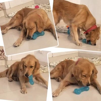 犬用ソフトチューイおもちゃ インタラクティブなトレーニングと歯磨きのための耐久性TPR骨形