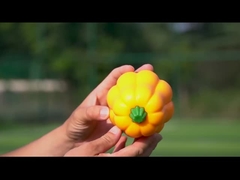 TPR パンプキンボールシェイク 微笑む音 飼育と訓練のためのインタラクティブな犬のおもちゃ