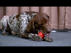 猛烈 な 噛み を する 人 に 耐久 し て 耐久 する 玩具 流行 スタイル